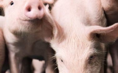 Will BASF Turn to Pig Farming? Not quite, but …